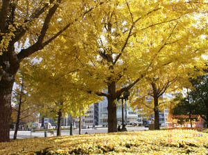 Cal07_11Nov_mid.jpg