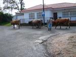 San-Paio03.jpg