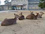 shika0501.jpg