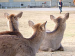 shika0502.jpg