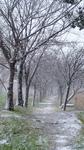snowday04.jpg